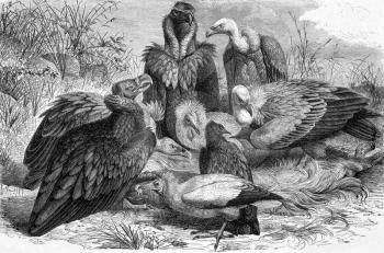 Vultures on engraving from 1890. Engraved by Carl Jahrmargt and published in Meyers Konversations-Lexikon, Germany,1890.
