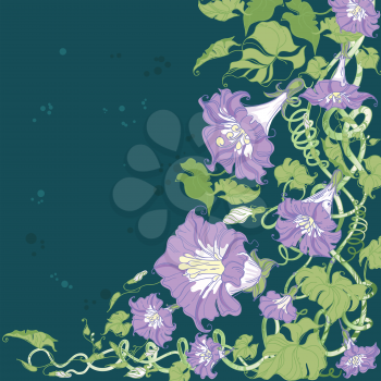 illustration of a convolvulus flowers card