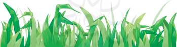 Background Illustration Featuring Fresh Grass Forming a Border