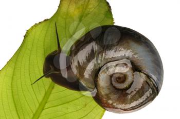 Royalty Free Photo of a Great Ramshorn Water Snail on a Leaf