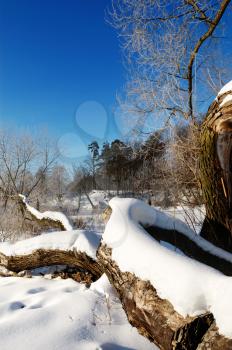 Royalty Free Photo of a Winter Day With Snow on a Fallen Log