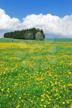 Royalty Free Photo of a Meadow With Dandelions on a Clear Day