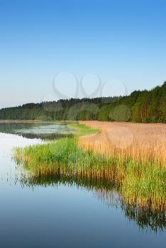 Royalty Free Photo of Reeds on a Lake