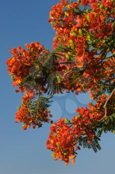 Trees with a bright flowers in Israel, Delonix regia