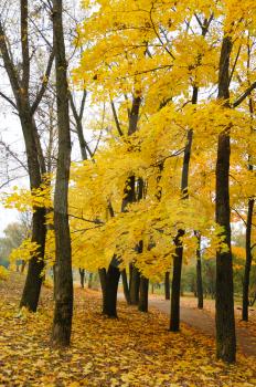 Maples in autumn, black trunks and yellow foliage 