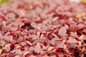 Cress varieties scarlet on artificial substrate, close-up