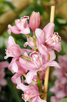 Inflorescence of large Pink orchid flowers in a greenhouse