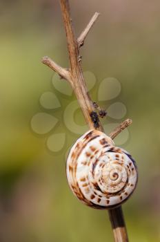 Closeup of the nature of Israel - snail shell on a branch