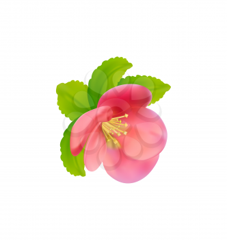 Illustration flower of Japanese Quince (Chaenomeles japonica) isolated on white background - vector