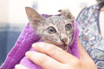 Cat closeup - wet cat in a towel after bath