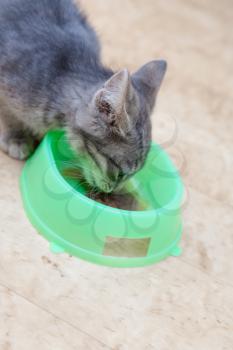 kitten eating from bowl close-up shot