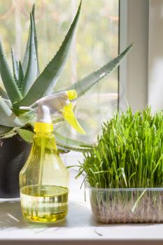 Botanical hobbies - vertical shot - grass in container and yellow sprayer on the windowsill closeup indoors