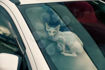 Sfinx cat inside a car window looking at camera