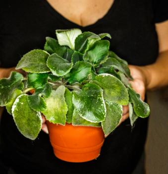 Lady in black T-shirt Holds Violet Plant in Small Plastic Pot for Windowsill Garden