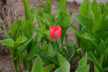 Pink tulip surrounded by fresh leaves in spring garden.