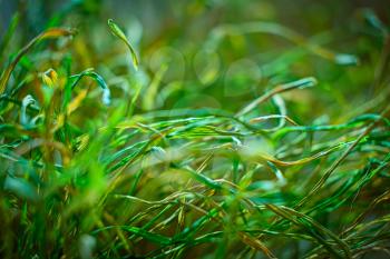 Macro of drying grass background with copyspace, shallow DOF