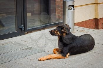 Stray dog is lying in front of the store doors. Homeless animals are the issue in Russia now.