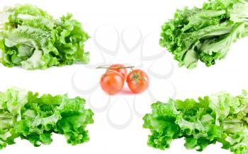 Royalty Free Photo of Lettuce and Tomatoes