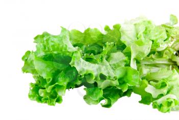 Royalty Free Photo of Green Lettuce