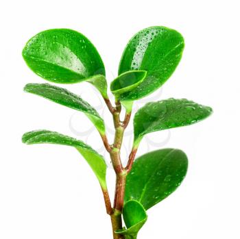 Royalty Free Photo of a Ficus Plant