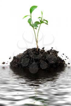 Royalty Free Photo of a Plant in Dirt