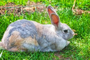 one fluffy rabbit lying at green grass