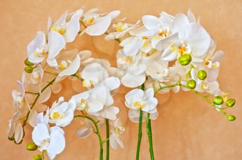 beauty white orchid flower