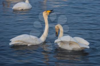 Beautiful white whooping swans swimming in the nonfreezing winter lake. The place of wintering of swans, Altay, Siberia, Russia.