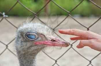 Woman hand and ostrich in sunny day