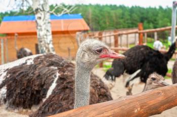 Portrait of an ostrich in sunny day