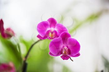 pink orchids at botanical garden