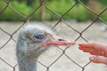 Woman hand and ostrich in sunny day