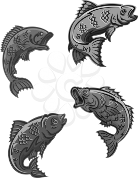 Perch, carp and bass fish isolated on white background for fishing mascot and emblem design