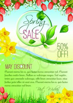 Spring Sale vector poster for May springtime holiday discount offer and shopping. Floral design of tulips bouquets and blooming daffodils narcissus bunches on spring grass meadow or sunny field