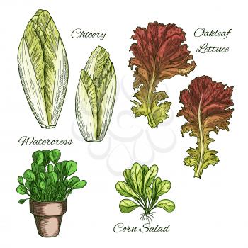 Lettuce salads and vegetables leaves sketch icons. Vector Isolated leaf of chicory and oakleaf lettuce, corn salad and watercress in pot. Vegetarian cuisine ingredients and condiments