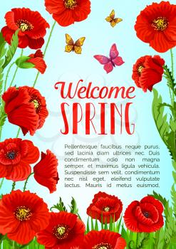 Welcome Spring greeting card or poster with blooming field of red poppy flowers and butterflies in green grass. Vector template design of springtime flourish nature in bloom and bunches of red flowers