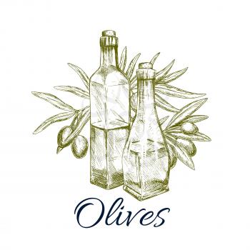 Olive oil bottle with fresh olive branch sketch. Glass bottles of virgin oil with ripe greek olive fruit. Oil label, greek cuisine cookbook, food packaging design