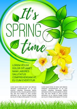 Spring flowers poster for springtime holiday greetings design. Vector blooming narcissus or yellow daffodils with green leaves and flourish petals and blossoms on sunny grass lawn