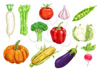 Fresh vegetable, healthy veggies watercolor drawing set. Pepper, tomato, garlic, broccoli, radish, corn, eggplant, pumpkin, pea, asparagus, cauliflower and daikon vegetable for organic farming design