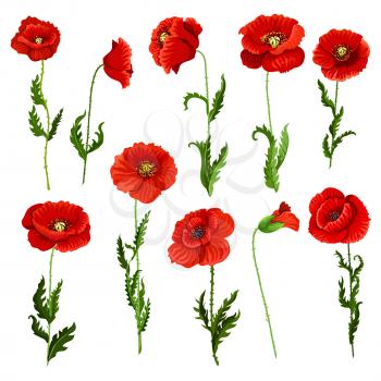 Poppy flowers icons set. Vector isolated botanical symbols of blooming red poppies blossoms. Floral bouquets or springtime flourish flowery bunches design for decor or holiday greetings template