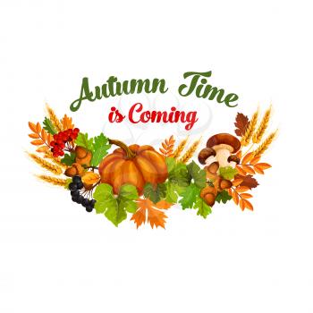 Autumn Time is coming poster of seasonal fall harvest and leaf foliage. Vector design of pumpkin, mushroom or rowan berry and wheat or rye on maple leaves and oak acorn for autumn holiday greeting