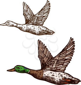 Duck or mallard wild bird sketch vector isolated icon. Widgeon drake or goose flying with spread wings. Wildlife fauna and zoology symbol for zoo nature adventure club