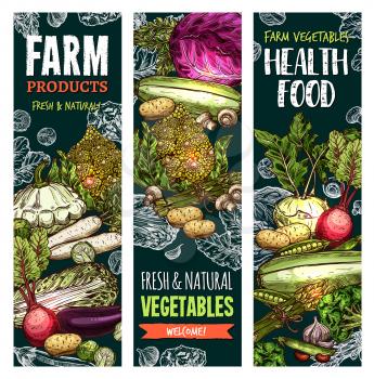 Vegetables and fresh veggies farm market healthy food sketch banners. Vector natural organic products of cauliflower and broccoli cabbage, radish or zucchini squash and carrot, pumpkin or tomato