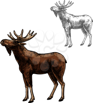 Elk wild animal sketch vector icon side view. Wild mammal elk or moose species for wildlife fauna and zoology or hunting sport team trophy symbol and nature adventure club design