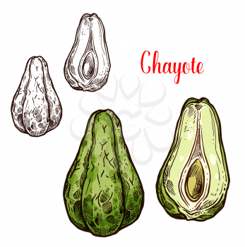 Chayote vegetable sketch of exotic edible plant. Tropical american or mexican squash isolated icon of green pear shaped veggies for vegetarian salad recipe menu or farm market label design