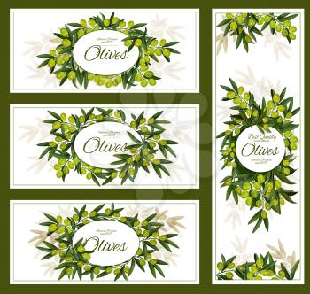 Green olives posters and banners for olive oil product package. Vector advertisement design of olive tree branches with rip fruits harvest for Italian, Spanish or Mediterranean cuisine