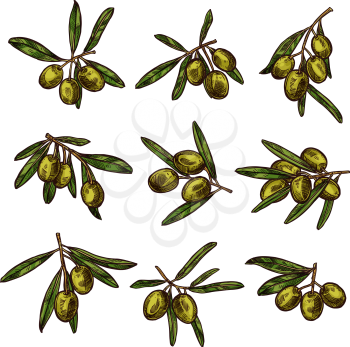 Olive branch with green fruit sketch set. Twig of olive tree with ripe fruit and fresh leaf isolated icon for organic vegetarian food and extra virgin olive oil packaging label design