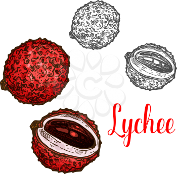 Lychee fruit sketch of exotic tropical berry. Whole and sliced chinese litchi with pink peel, sweet juicy flesh and brown seed icon of fruity ingredient for juice, drink or dessert label design