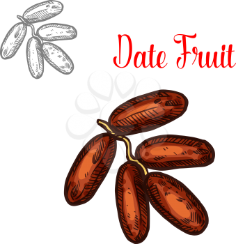 Dates tropical fruit sketch. Vector botanical design of date palm fruit branch for farm fruit market, juice or jam package