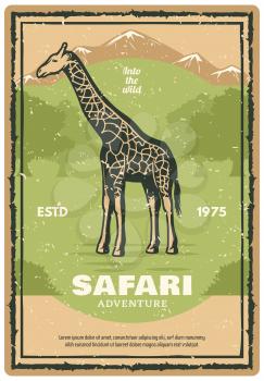 Safari adventure retro grunge banner with african giraffe animal. Wild mammal vintage poster with savanna tree nature landscape for safari tour and hunting sport themes design